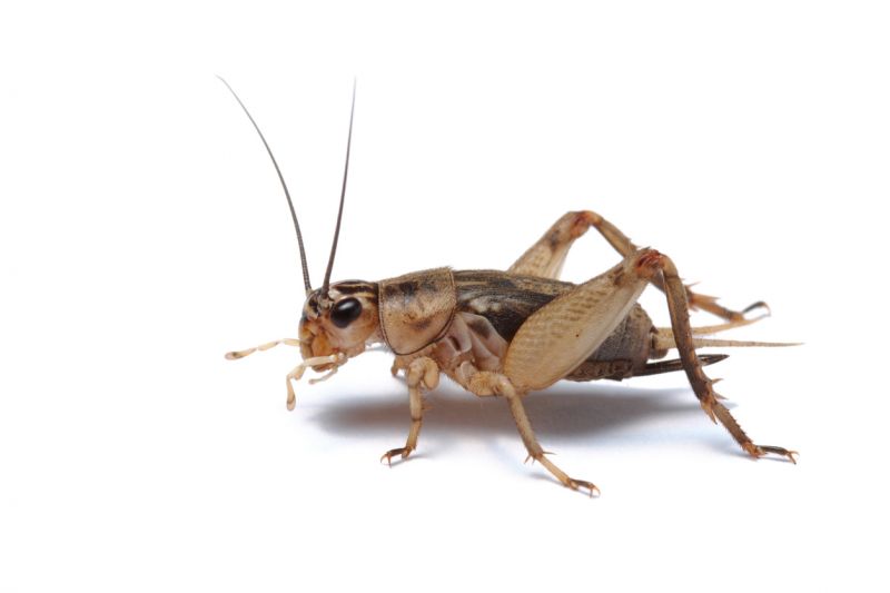 Cricket Removal Service